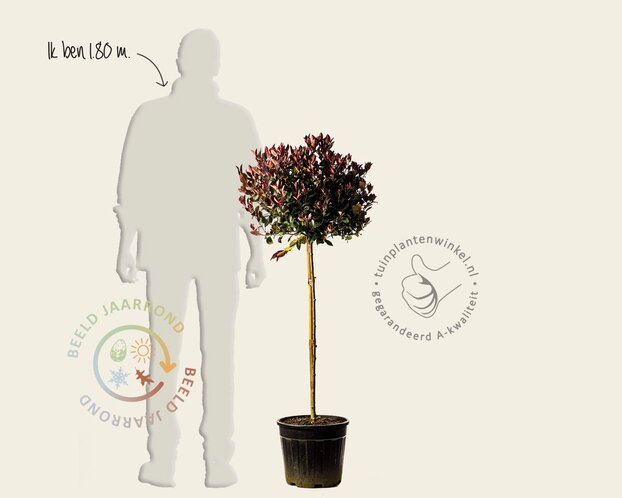 Photinia fraseri 'Little Red Robin' - op stam