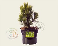 Pinus heldreichii 'Compact Gem' 020/25