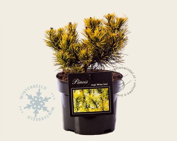 Pinus mugo 'Winter Gold'