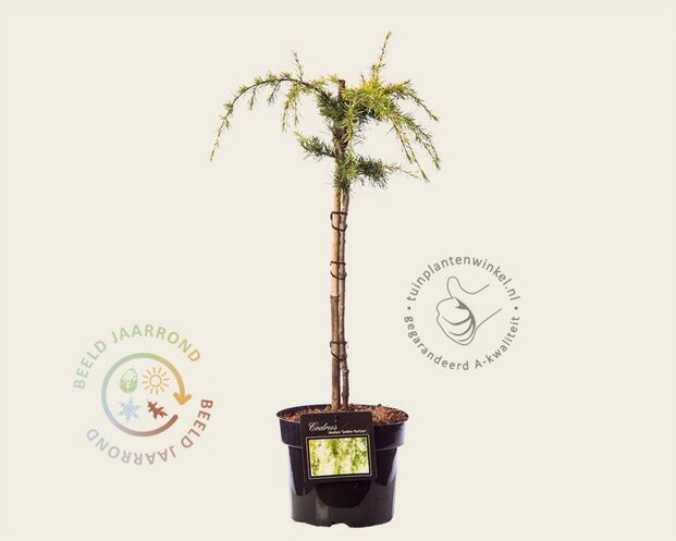 Cedrus deodara 'Golden Horizon' - stam 40 cm