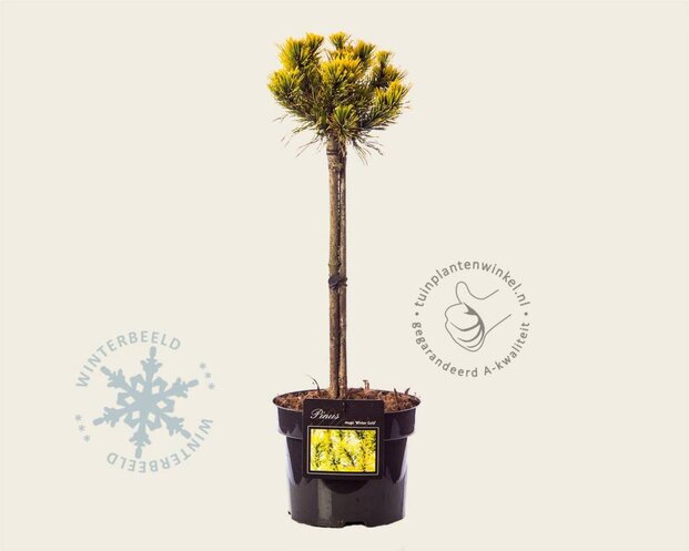 Pinus mugo 'Winter Gold' - 40 cm stam