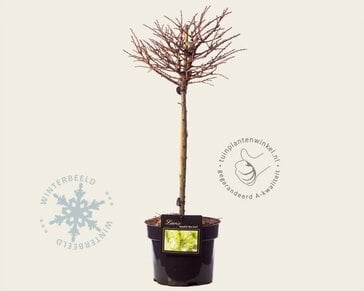 Larix kaempferi 'Blue Dwarf' - 40 cm stam