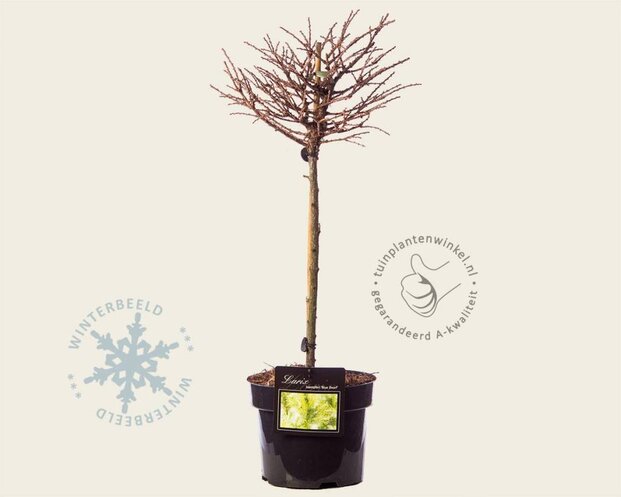 Larix kaempferi 'Blue Dwarf' - 40 cm stam