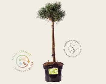 Pinus sylvestris 'Watereri' - 40 cm stam