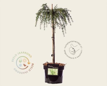Cedrus deodara 'Feelin Blue' - 40 cm stam