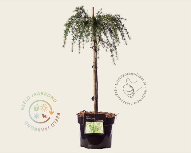 Cedrus deodara 'Feelin Blue' - 40 cm stam