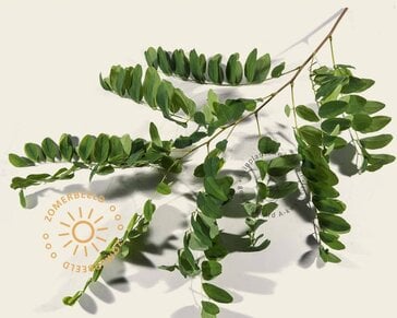 Robinia pseudoacacia 'Umbraculifera' - op stam