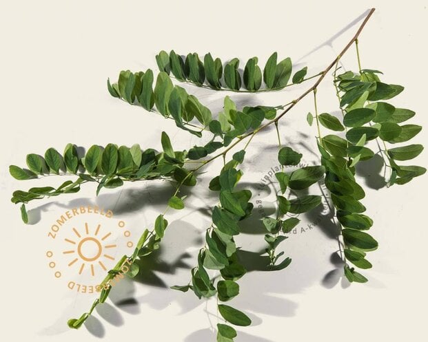 Robinia pseudoacacia 'Umbraculifera' - op stam