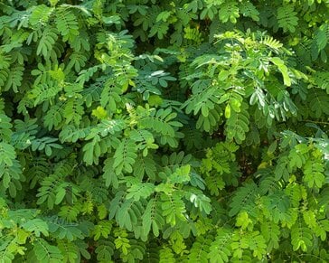 Robinia pseudoacacia 'Umbraculifera' - op stam