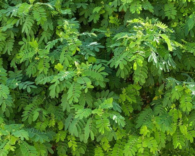 Robinia pseudoacacia 'Umbraculifera' - op stam