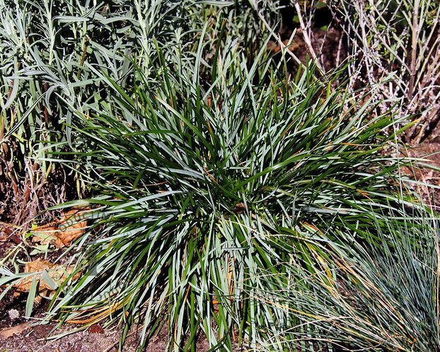 Sesleria caerulea