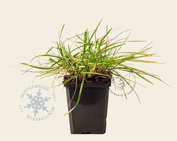 Sesleria caerulea