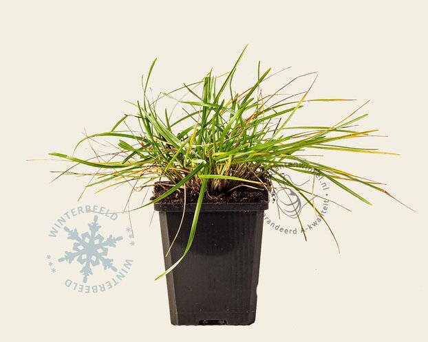 Sesleria caerulea