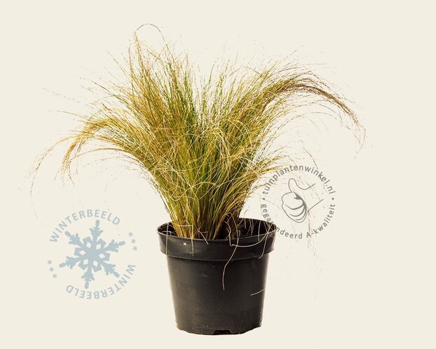 Stipa tenuissima 'Ponytails'