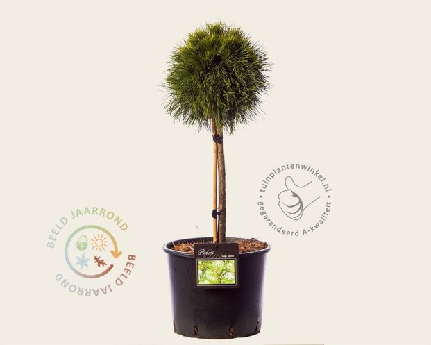 Pinus mugo 'Varella' - 40 cm stam extra dik