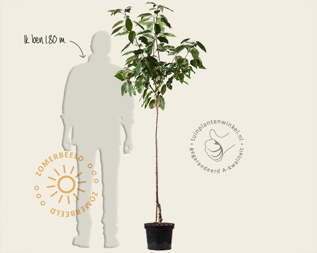 Prunus avium 'Dubbele Meikers' - halfstam
