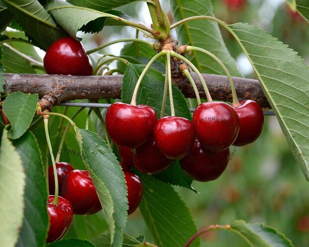Prunus avium 'Dubbele Meikers' - halfstam