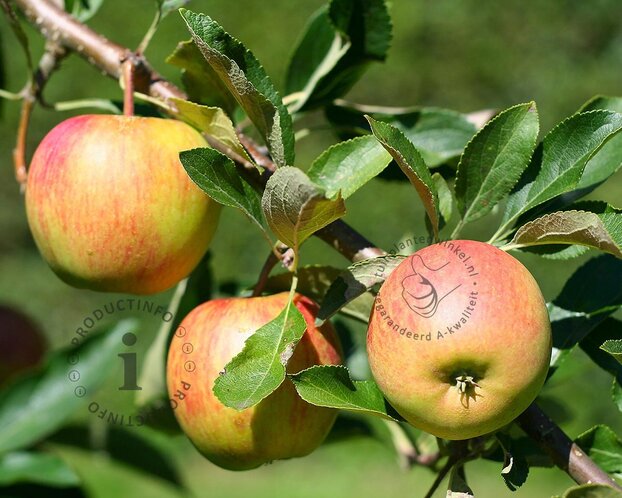 Malus domestica 'Laxton Superb' - halfstam