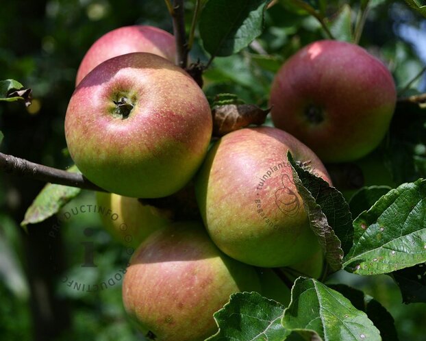 Malus domestica 'Bramley's Seedling' - laagstam