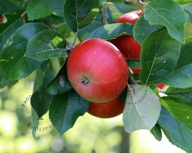 Malus domestica 'Discovery' - laagstam