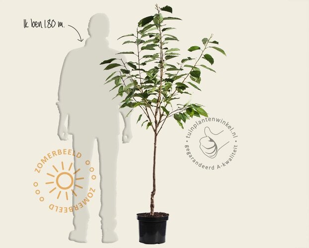 Prunus avium 'Schneiders Späte Knorpelkirsche' - laagstam
