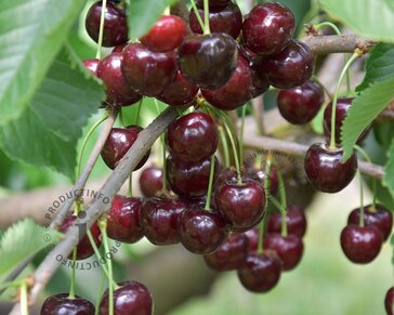 Prunus avium 'Schneiders Späte Knorpelkirsche' - laagstam