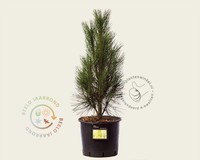 Pinus nigra 'Green Tower'