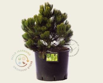 Pinus heldreichii 'Compact Gem' 035/45