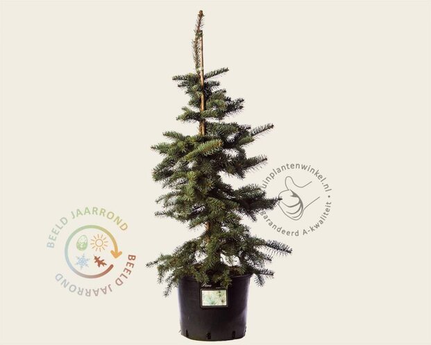 Picea pungens 'Koster' 80/100