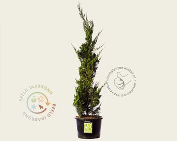 Juniperus chinensis 'Kaizuka'