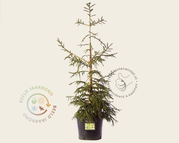 Picea orientalis 'Aureospicata' 80/100