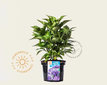 Hydrangea macrophylla 'Little Purple'