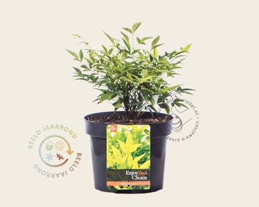 Nandina domestica 'Lemon Lime'