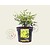 Nandina domestica 'Lemon Lime'