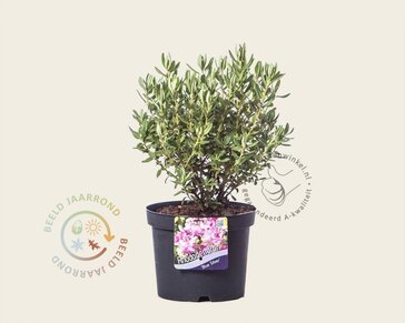 Rhododendron 'Blue Silver'