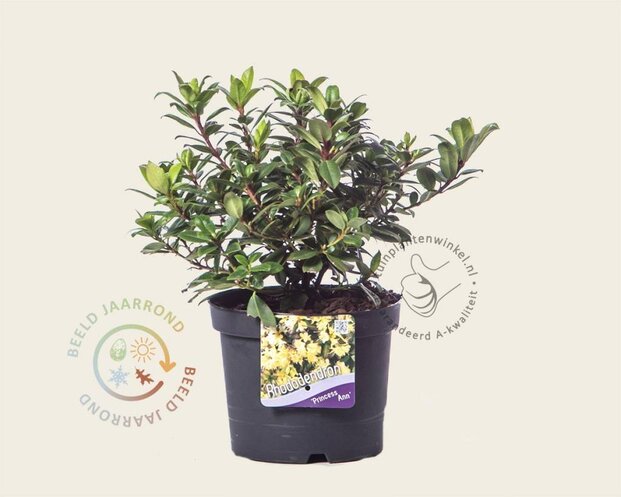 Rhododendron 'Princess Anne'