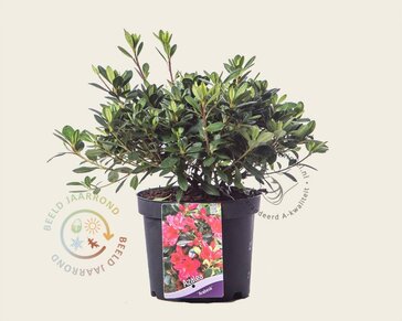 Rhododendron Azalea 'Arabesk'