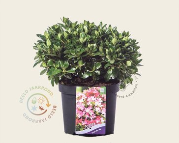 Rhododendron azalea 'Izumi-no-mai'