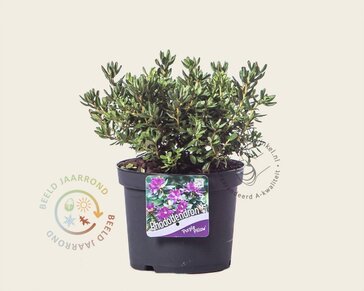 Rhododendron 'Purple Pillow'