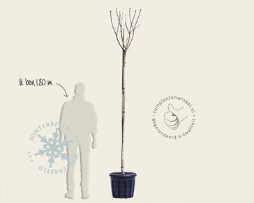 Syringa vulgaris 'Mme Lemoine' - hoogstam