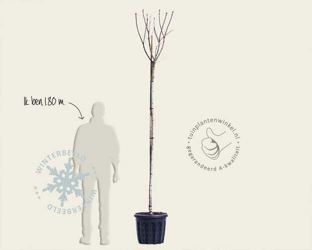 Syringa vulgaris 'Mme Lemoine' - hoogstam