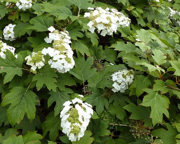 Hydrangea quercifolia 'Burgundy'