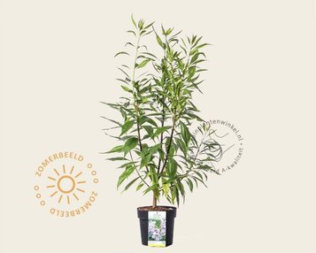 Chitalpa tashkentensis 'Pink Dawn' image