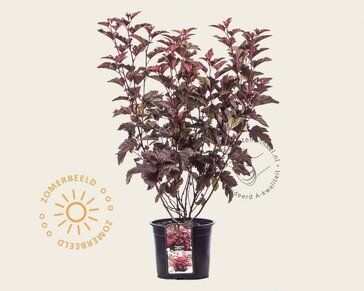 Physocarpus opulifolius 'Little Angel'
