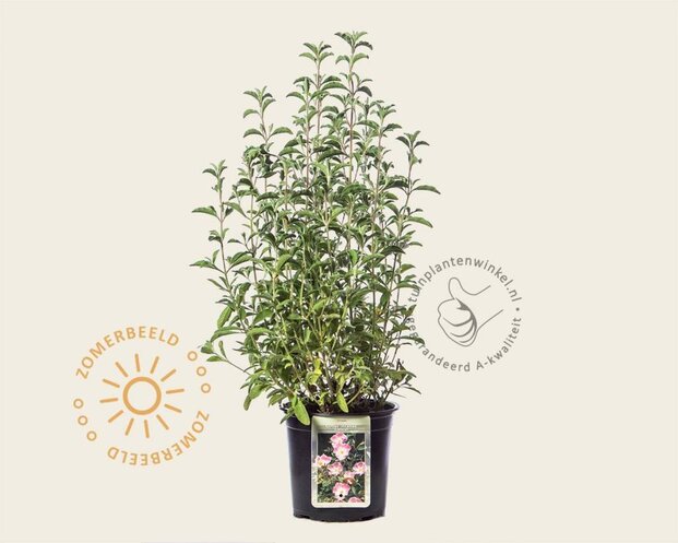 Cistus incanus creticus