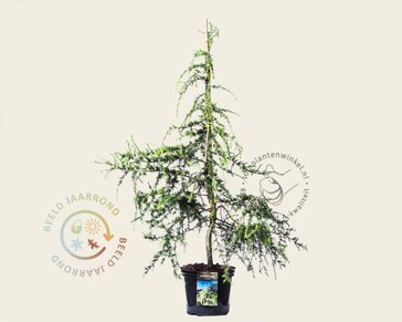 Cedrus deodara 'Aurea'