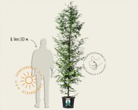Metasequoia glyptostroboides - beveerd