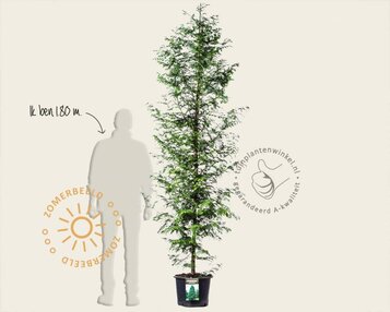 Metasequoia glyptostroboides - beveerd image