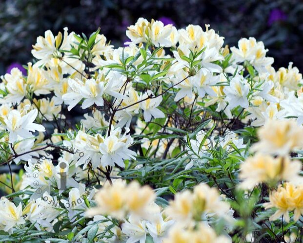 Rhododendron (AK) 'Daviesii'