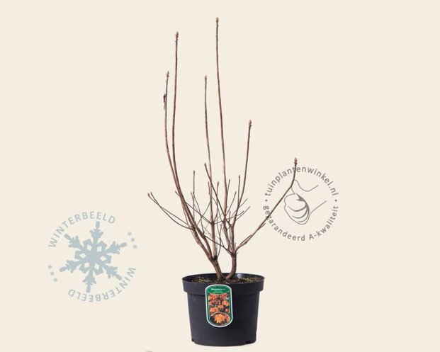 Rhododendron (AK) 'Gibraltar'